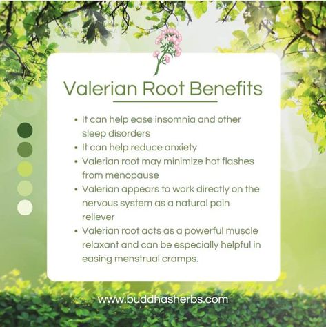 Valerian Root Benefits, Medicinal Herbs Remedies, Natural Medicine Cabinet, Magickal Herbs, Medicinal Herbs Garden, Medical Herbs, Essential Oils Herbs, Valerian Root, Herbal Apothecary