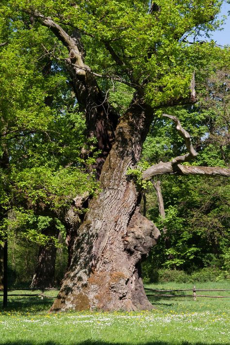 Ted Kaczynski, English Oak Tree, Film Studies, Forest Service, Oak Tree, Ecology, Forest Green, Kansas, Photo Art