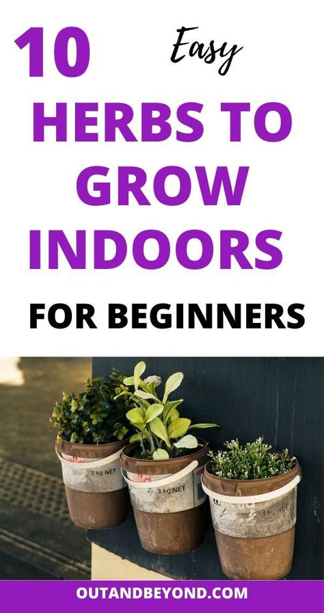 Herbs Indoors Kitchen, Easiest Herbs To Grow, Herbs To Grow Indoors, Grow Herbs Indoors, How To Grow Herbs, Best Herbs To Grow, Easy Herbs To Grow, Herbs To Grow, Growing Herbs Indoors