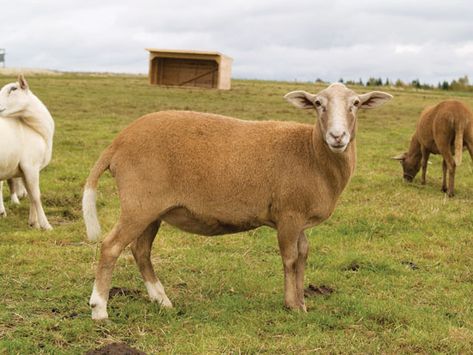 Katahdin Sheep Katahdin Sheep, Sheep Tattoo, Spring Lambs, Baa Baa Black Sheep, Sheep Breeds, Wool Animals, Sheep Farm, Goat Farming, Backyard Farming