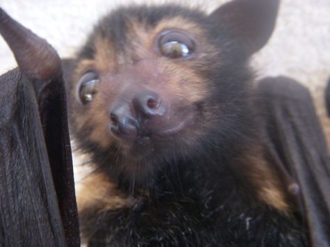 An adorable bat named Freddie. Matching Bat Pfp, Bats Aesthetic, Batty Koda, Bat Pfp, Bat Icon, Fruit Bats, Cute Bats, Fruit Bat, Baby Bats