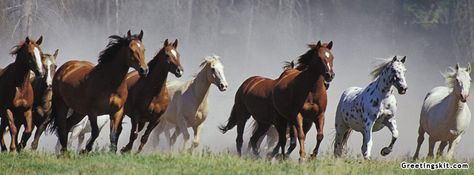 Running-Horses-Facebook-Timeline-Cover Herd Of Horses, Horse Background, Wild Horses Mustangs, Wild Horses Running, Horses Running, Free Horses, Mustang Horse, Horse Wallpaper, Wild Mustangs