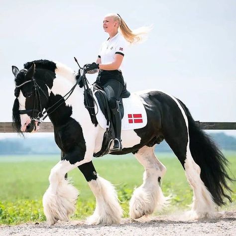 English Horseback Riding, Irish Horse, Horsey Life, Horse Coat Colors, Equestrian Aesthetic, Draft Horse, Horse Dressage, Horse Boarding, English Riding