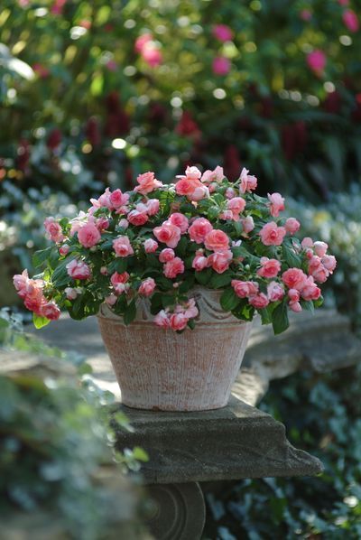 Vaso de mini rosinhas                                                                                                                                                      Mais Pink Flowers, Flowers, Pink