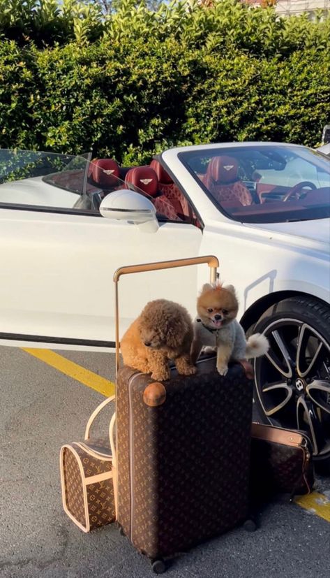 Pet Lover Aesthetic, Rich Dog, Happy Wife Happy Life, Super Rich Kids, Rich Lifestyle, Luxury Lifestyle Dreams, Future Lifestyle, Luxury Dog, Rich Life