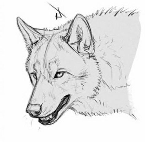 Wolfs Head Drawing, Front Facing Wolf Drawing, Wolf Side View Drawing, Wolf Refrence Pose, Wolf Drawing Front View, Wolf Headshot Drawing, Wolf Head Reference, Wolf Growling Drawing, Realistic Wolf Drawing