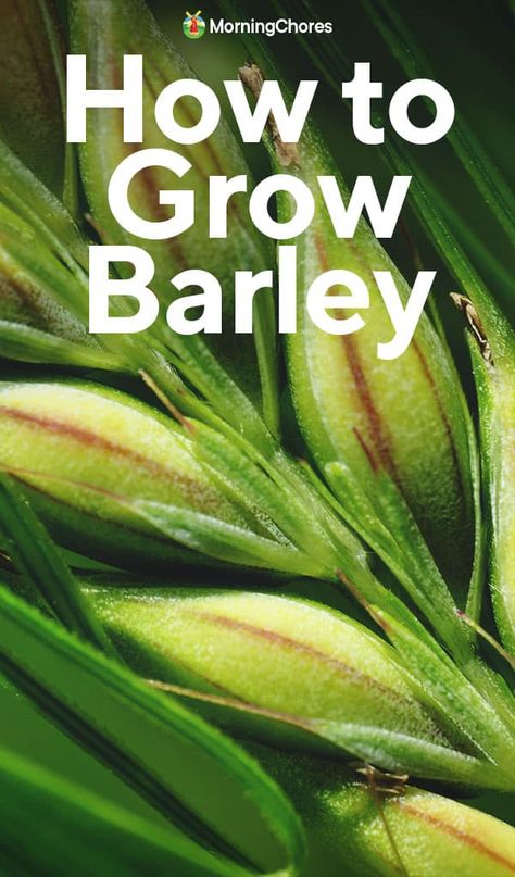 Everything You Need to Know About Growing Barley How To Grow Barley, Growing Barley, Growing Grains, Barley Plant, Allotment Planning, Zone 9 Gardening, Rotational Grazing, Bee Yard, Morning Chores