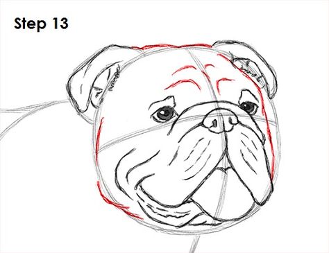 Bulldog Dog Drawing 13 Draw A Bulldog, Dog Face Drawing, Bulldog Drawing, Drawing Grid, Animal Tutorial, Rainbow Music, Drawing Instructions, Surealism Art, Pitbull Art