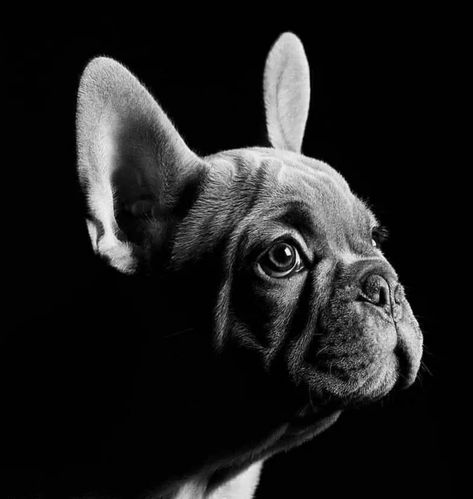 Bulldog Photography, French Bulldog Mix, French Bulldog For Sale, French Bulldog Shirt, Bulldog Pics, French Dogs, Dog Photoshoot, Bulldog Shirt, Bulldog Gifts