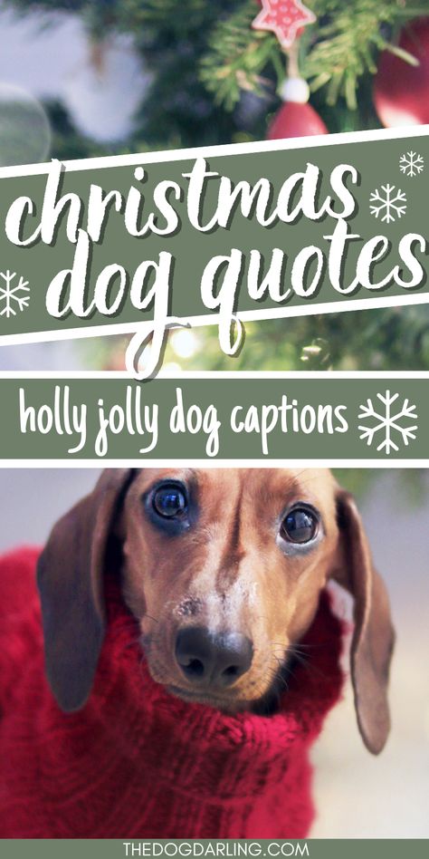 If you are looking for dog christmas quotes then this post is for you. These dog christmas captions are great for Instagram or christmas cards! Dog Messages To Owner, Doggie Christmas Photos, Dog Holiday Quotes, Christmas Quotes Dogs, Funny Christmas Cards With Dogs, Dog Holiday Card Ideas, Funny Pet Christmas Cards, Christmas Pet Photo Ideas, Dog Christmas Card Sayings