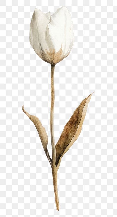 Tulip Photo, Tulip Art, Flower Tulip, Tulips Art, Png Flower, Png Aesthetic, Plant Aesthetic, Aesthetic White, Tulip Flower