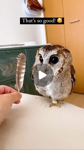 Owl Looking Up, Owl Videos Funny, Funny Owl Quotes, Owl Laughing, Owls Cute, Owl Quotes, Fun Animals, Cute Owls, Burrowing Owl