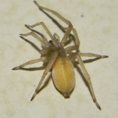 Cheiracanthium Mildei - Northern Yellow Sac Spider - USA Spiders Venomous Spiders, Common Spiders, Dangerous Spiders, Spider Species, Brown Recluse, North Dakota, Spiders, Delaware, Hampshire