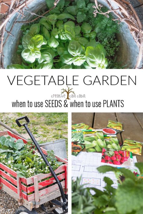 Vegetable Garden. What I Plant From Seed and What I Plant From Starter Plants Here In Michigan Squash Plant, Carrots And Green Beans, Cottage Gardens, Starter Plants, Creative Gardening, Northern Michigan, Planting Herbs, Garden Spaces, Raised Garden Beds