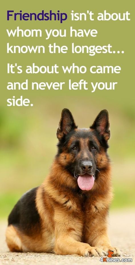 German Shepherd Quotes Loyalty, German Shepherd Dog Quotes, Quotes Heaven, Shepherd Quotes, German Shepherd Quotes, Dog Heaven Quotes, Quotes Loyalty, Dogs Quotes, German Sheperd Dogs