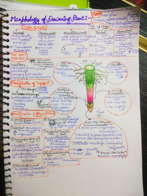 Handwritten detailed short notes ✨ page-01✨. ROOT✔️ Morphology Of Flowering Plants Mind Map, Morphology Of Flowering Plants Notes, Morphology Of Flowering Plants, Botany Notes, Bio Notes, Neet Notes, Plant Notes, Short Notes