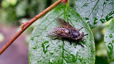 Horse Fly Repellent, Horsefly Repellent, Plant Lice, Female Mosquito, Bug Bites Remedies, Flies Outside, Get Rid Of Flies, Male Horse, Citronella Essential Oil