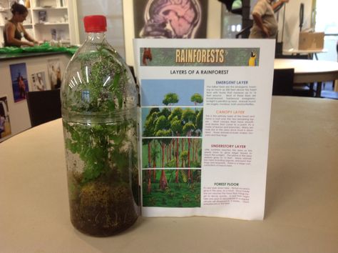 Rainforest in a bottle! Biome Stem Activity, Biome In A Bottle, Rainforest In A Bottle, Rainforest Steam Activities, Rainforest Science Activities, Rainforest Stem Activities, Rainforest Classroom, Rainforest Crafts, Rainforest Ecosystem