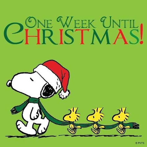 One week until Christmas Woodstock Christmas, Peanut Gang, Christmas Snoopy, Lucy Van Pelt, Snoopy Images, Peanuts Cartoon, Snoopy Quotes, Brown Christmas, Peanuts Christmas