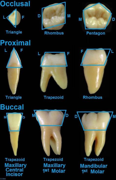 Dental Assistant School, Dental Hygienist School, Dental Assistant Study, Teeth Anatomy, Dental Hygiene Student, Dental Aesthetics, Dental Videos, Kedokteran Gigi, Dental Hygiene School