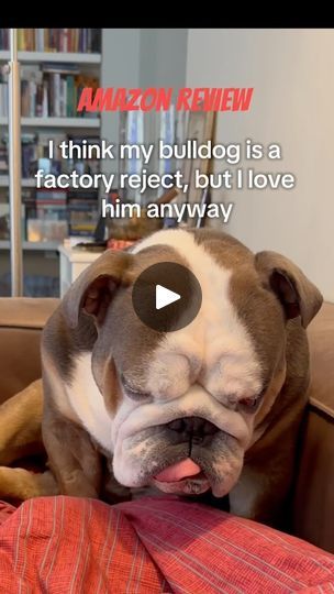 490 reactions · 16 shares | What would an Amazon review look like...? Happy Sunday everypawdy!😎  #sunday #trending #trendingnow #trendingaudio #trendingreels #funny #funnymemes #funnyvideos #funnyshit #englishbulldogsofig #englishbulldogs #englishbulldoglovers #englishbulldoglife #dogs #doglover #dogsofinstagram #doglife #dogreels #dogvideos #dogphotography #dogoftheday #bulldog #bulldogingles #bulldoginstagram #bulldoglovers #bullylife #instadaily #instadog | WinstontheBulldog English Bulldog Funny, Bulldog Funny, Very Cute Dogs, Old English Bulldog, Amazon Reviews, English Bulldogs, English Bull, Dog Photography, Dog Gifs