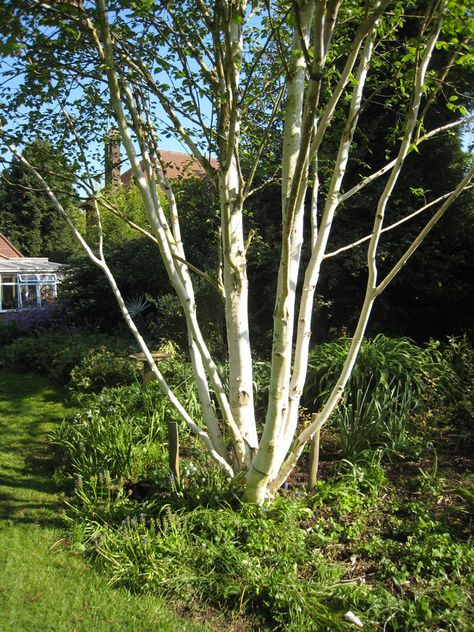 Betula utilis var. Jacquemontii is a vigorous deciduous tree but can be kept under control. It has an amazing white trunk which is silky-smooth to the touch. It is capable of reaching 12m in height but 4-8m in spread in 20-50 years. As with all birches, it casts a dappled shade. It would probably be better not to have it growing out of a block of topiary - a single-stemmed specimen would be better for this purpose. Betula Utilis, Black Pergola, Birch Trees Landscaping, Wild Violets, Pergola Carport, Blue Plants, Tree Seeds, Ornamental Trees, Silver Birch