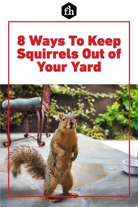 Squirrel Repellant, Get Rid Of Squirrels, Squirrel Baffle, Build A Greenhouse, Smart Garden, Landscaping With Large Rocks, Red Squirrel, Garden Pests, Large Animals