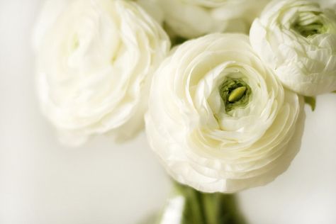 Rununculas White Ranunculus, Ranunculus Flowers, Winter Bouquet, Planting Bulbs, Ranunculus, Cut Flowers, My Flower, Flower Vases, Bridal Bouquet