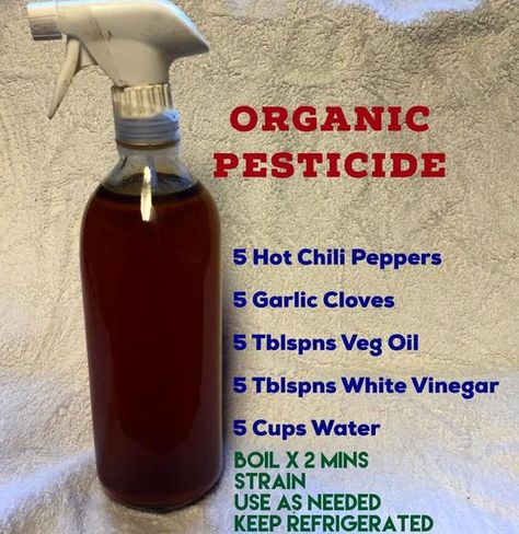 Keep this handy. Spray on insects or wipe plants & leaves, similar to the way your would dust furniture. Safe for the food & the soil #Organic #Pesticide Organic Pesticide, Insect Spray, Plants Leaves, Garden Pest Control, Strawberry Plants, Organic Gardening Tips, Garden Pests, Organic Vegetables, Veggie Garden