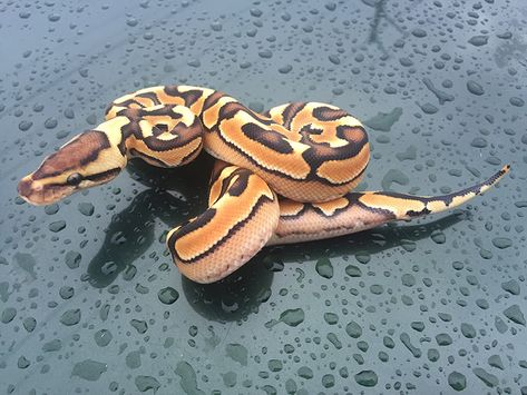 Cinnamon Desert Enchi Orange Dream - Morph List - World of Ball Pythons Adorable Snakes, Pet Snakes, Python Morphs, Animals In Nature, Ball Python Morphs, Orange Dream, Beauty Of Earth, Ball Pythons, Cute Reptiles