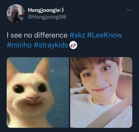 #straykids #leeknow #cats Leeknow Cats, Evil Bunny, Straykids Leeknow, Skz Memes, Stray Kids Seungmin, When Someone, Lee Know, Stray Kids, Memes