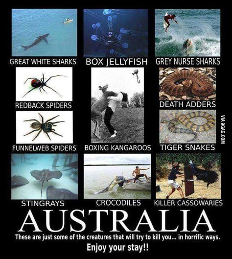 Welcome to Australia mate... enjoy your stay down under!!! Redback Spider, Funny Aussie, Aussie Memes, Australian Memes, Meanwhile In Australia, Funny Australian, Drop Bear, Australia Funny, Deadly Animals