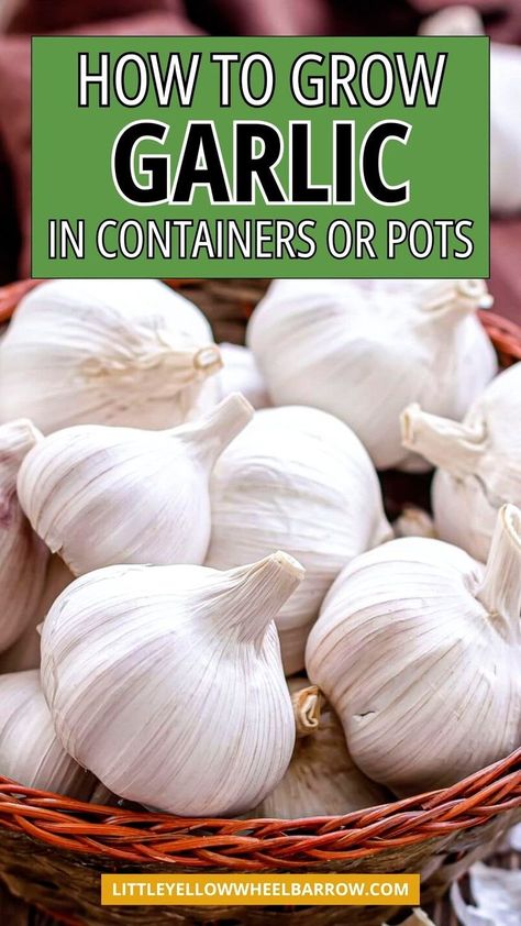 How to grow garlic in a pot or container tips and advice for beginners or avid gardeners. Tips and ideas for growing garlic as part of your container garden plans. Step by step tips about growing garlic in containers or pots made easy. Plan, plant, and grow garlic in containers. DIY garlic container gardening tips. Growing garlic in containers made simple from seed to harvest. Planting garlic and learn how to grow garlic in pots. Can You Plant Garlic In A Pot, Growing Garlic In Containers, Garlic In Containers, Hillside Orchard, Garlic Container, Grow Garlic Indoors, Plant Grafting, Grow Garlic, Hardneck Garlic