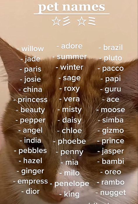 Name Idea For Cat, Aesthetic Names For Pets, Cat Ideas Name, Cute Kittens Names, Good Names For Cats, Aesthetic Kitten Names, Aesthetic Pet Names For Cats, Pet Names Aesthetic, Name For Kittens