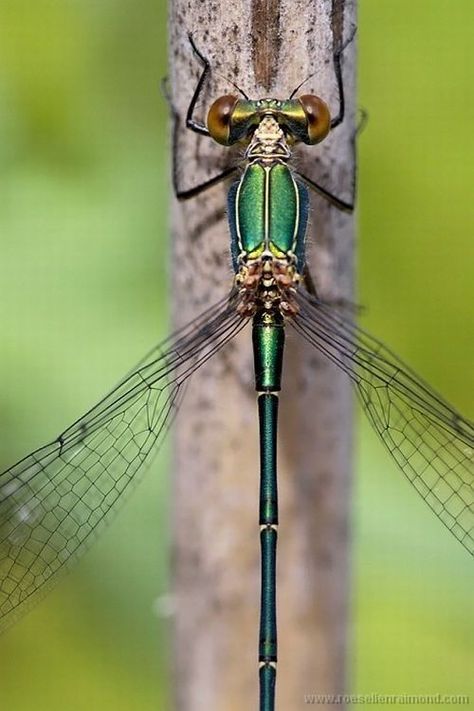 Insects Up Close, Macro Nature Photography, Damsel Fly, Macro Photography Insects, Foto Macro, Macro Photography Nature, Cool Insects, Damselflies, Dragon Flies