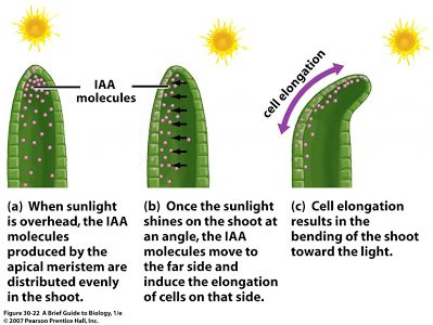 Biology Inspiration, First Grade Science Projects, Revision Help, Plants Science, Teaching Plants, Gcse Biology, Plant Biology, Note Making, Science Revision