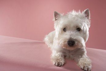 Traditional Puppy Cuts - Pets Kinds Of Haircut, Puppy Cut, Westie Dogs, Haircut Styles, A Haircut, West Highland White, White Terrier, West Highland White Terrier, American Kennel Club