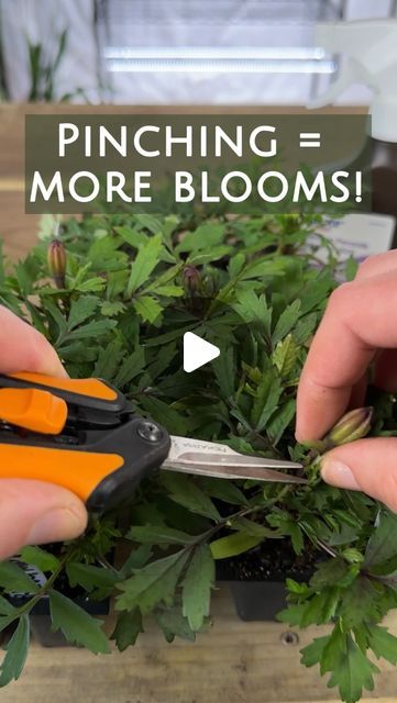 Joanna Brown 🌸 Your new gardening friend! on Instagram: "To pinch or not to pinch? That is the question! If you’re aiming for more blooms and sturdier plants, pinching back your seedlings is the way to go.   ✅ Here are some plants that benefit from pinching: Zinnias, Dahlias, Coleus, Impatiens, Sweet Peas, Geraniums, Rudbeckia, Marigolds, Amaranth, Calendula, Cosmos, Celosia, Snapdragons, Petunias, Salvia, Basil, Sage, Rosemary, Lavender, Tomatoes, and Peppers.  🚫 On the other hand, here are some plants you don’t want to pinch, as it can prevent them from blooming: Most sunflowers, Larkspur, Delphinium, Stock, Iris, Foxglove, Campanula, and Cockscomb. Happy pinching for a more beautiful garden!   #GardeningTips #PinchingSeedlings #MoreBlooms #greenhousegrown #LearnFromMyMistakes #Seedlin Pinching Zinnias, Larkspur Delphinium, Rosemary Lavender, Sweet Peas, Amaranth, Delphinium, Petunias, The Question, Sweet Pea