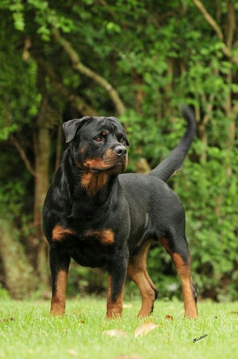 German Dog Breeds, Rottweiler Love, Rottweiler Lovers, Welsh Terrier, Rottweiler Puppies, Rottweiler Dog, Guard Dogs, Training Your Dog, Beautiful Dogs