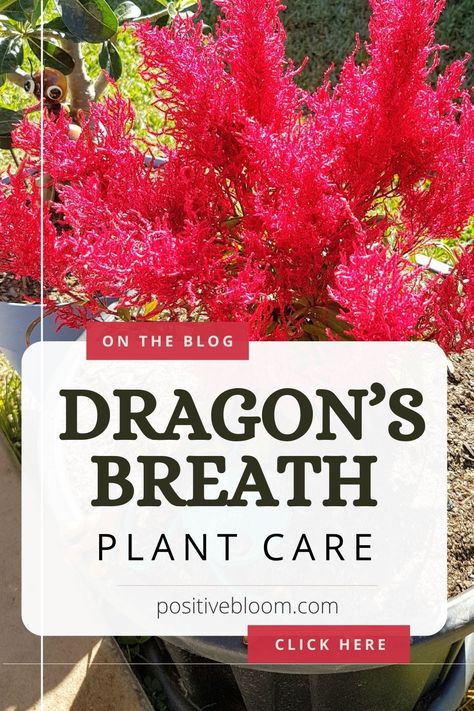 Check out the basic requirements for the dragon’s breath plant, find out more about its common issues, and learn how to treat them successfully. Dragons Breath Celosia, Dragon Breath Flower, Dragons Breath Flower, Dragons Breath Plant, Dragon Plant, Plants Around Pool, Dragon Breath, Garden Perennials, Florida Garden