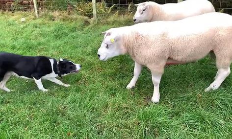 The two rams appear to reverse the rules of the countryside as they charge down a lone border collie in Lockerbie, Scotland. Border Collie Herding Sheep, Border Collie Herding, Unusual Dog Breeds, Border Collie Dog, Farm Heroes, Cattle Dog, Border Collie, Sheep, Best Dogs