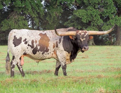 Long Horns, Longhorn Bull, Longhorn Cattle, Longhorn Cow, Long Horn, Selective Breeding, Pull Cart, Cattle Breeds, Beef Cattle