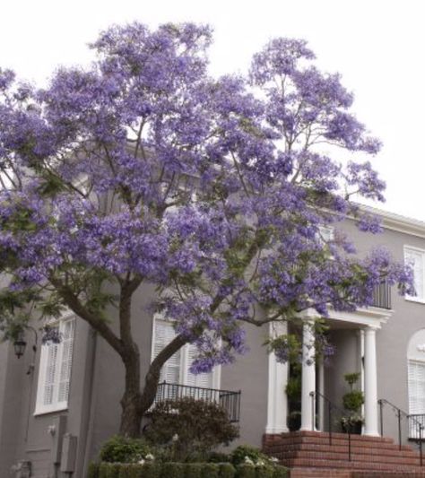 Botanical Name- Jacaranda mimosifolia Common Name- Jacaranda Plant Form- Round Flower Color- Purple Bloom Time- Spring Jacaranda Mimosifolia, Backyard Art Studio, Evergreen Flowers, Monrovia Plants, Jacaranda Tree, Buy Plants Online, Street Trees, Plant Catalogs, Park Landscape