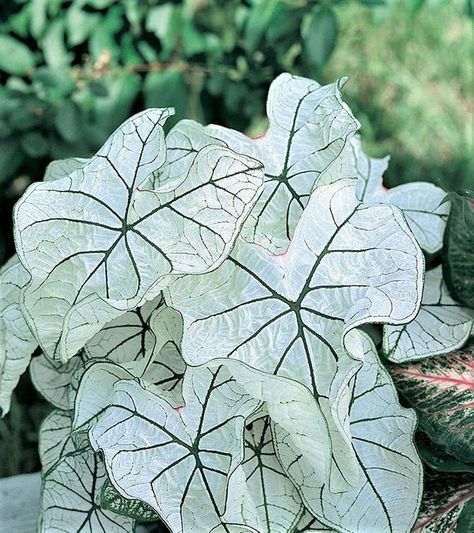 Elephant Ear Bulbs, Seeds Color, Green Veins, Big Plants, Elephant Ears, Big Leaves, Tropical Foliage, White Leaf, Foliage Plants