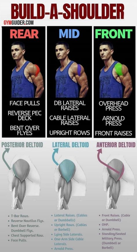 When training we mainly focus on biceps and triceps but youre missing out! Training shoulders means your physique will... Gym Workout Chart, Biceps And Triceps, Weight Training Workouts, Shoulder Muscles, Workout Chart, Best Exercises, Gym Workout Tips, Shoulder Workout, Muscle Fitness