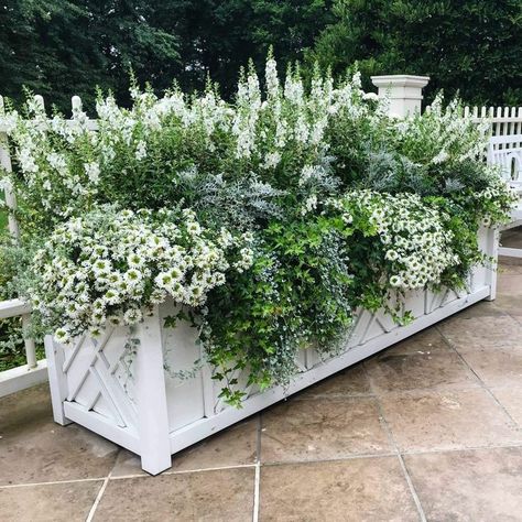 نباتات منزلية, Garden Planter Boxes, Flower Pots Outdoor, White Planters, Outdoor Gardens Design, Garden Containers, Backyard Garden Design, Small Gardens, Front Garden