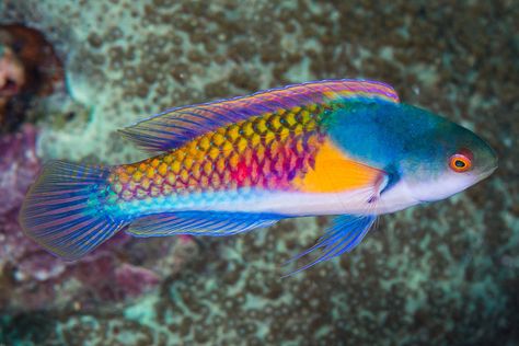 Bohol Philippines, Fresh Water Fish Tank, Salt Water Fish, Saltwater Tank, Beautiful Sea Creatures, Water Animals, Rainbow Fish, Marine Fish, Underwater Creatures