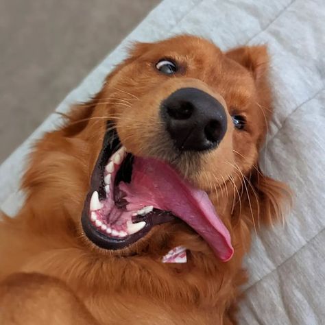 Long Haired Golden Retriever, Goofy Golden Retrievers, Red Golden Retriever Puppy, Red Retriever, Red Golden Retriever, Golden Puppies, Golden Puppy, Cute Animals Puppies, Very Cute Dogs