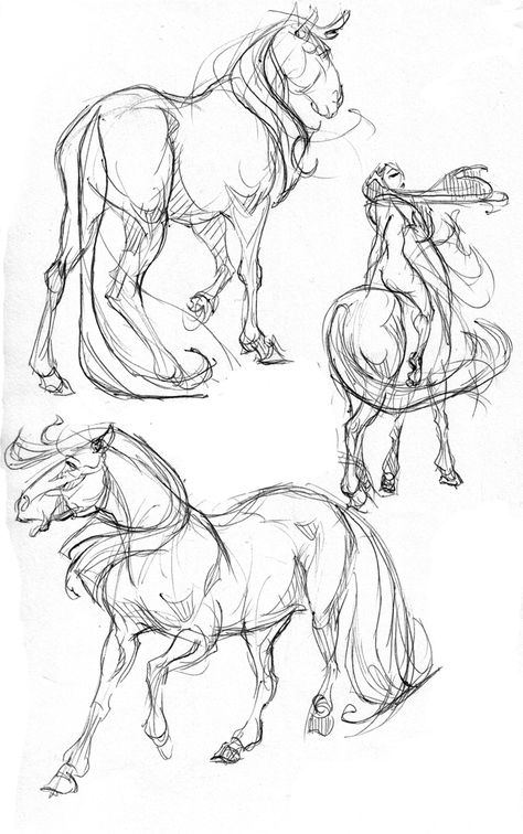 horse sketches Andermatt, Horse Sketch, Horse Anatomy, Pencil Drawing Tutorials, Animal Study, Horse Drawing, Horse Drawings, Equine Art, Animal Sketches