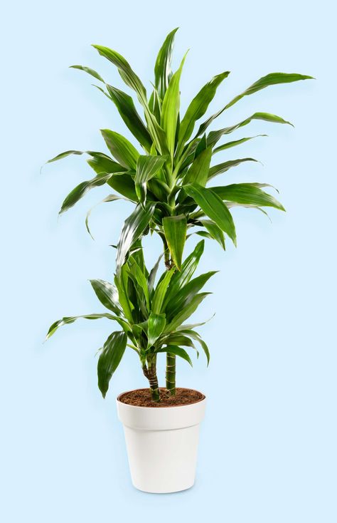 Janet Craig Plant, Dracaena Plant Care, Dracaena Janet Craig, Dracaena Plant, Cast Iron Plant, Corn Plant, Iron Plant, Fertilizer For Plants, Plant Diseases